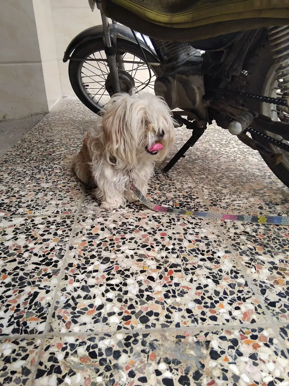 سگ شیتزو شناسنامه دار تمیزو حرف گوش کن|سگ|بهشهر, |دیوار