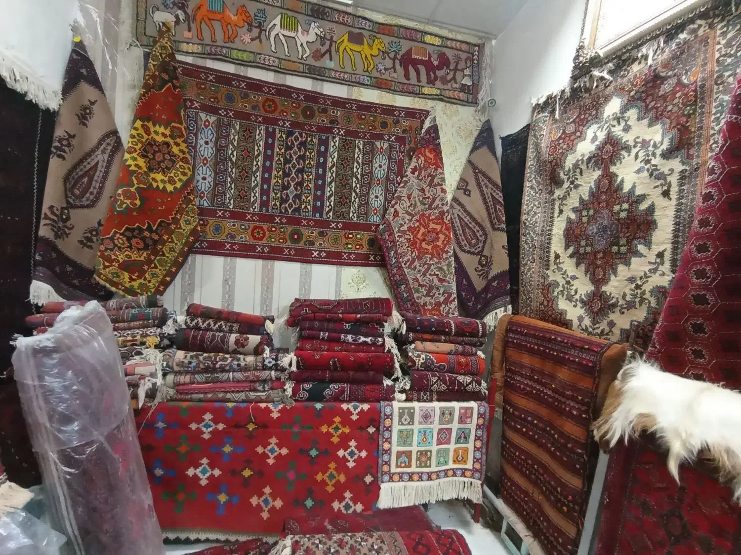 شرکت تعاونی بافندگان شهرستان تربت جام|فرش|تربت جام, پاسداران|دیوار