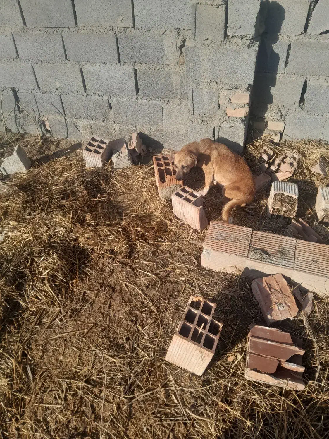 ی جفت سگ پا کوتا ی نر و ی ماده|سگ|گمیشان, |دیوار