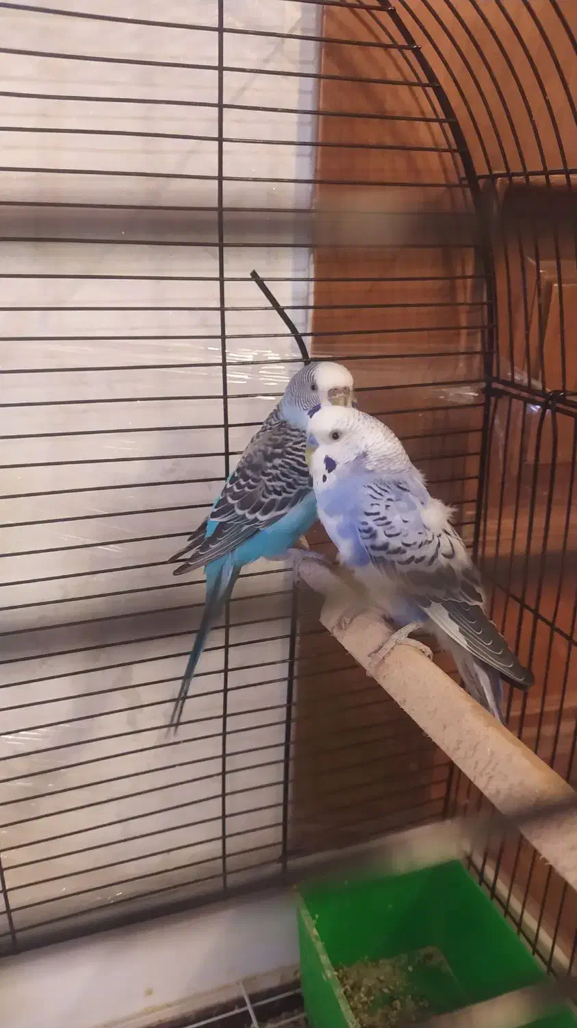 مرغ عشق|پرنده|قزوین, |دیوار