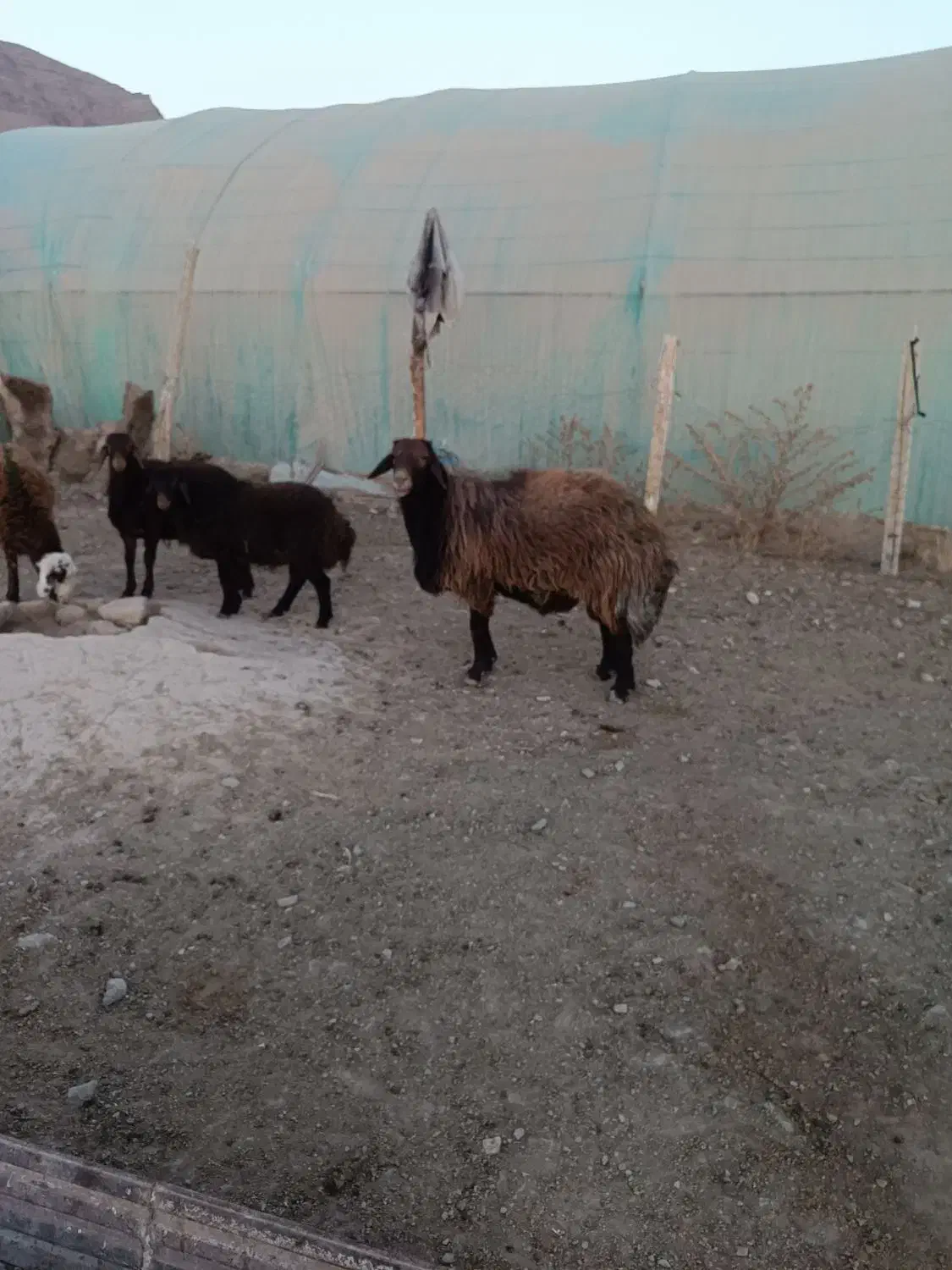 قوچ افشار|حیوانات مزرعه|تربت جام, جلگه موسی آباد|دیوار