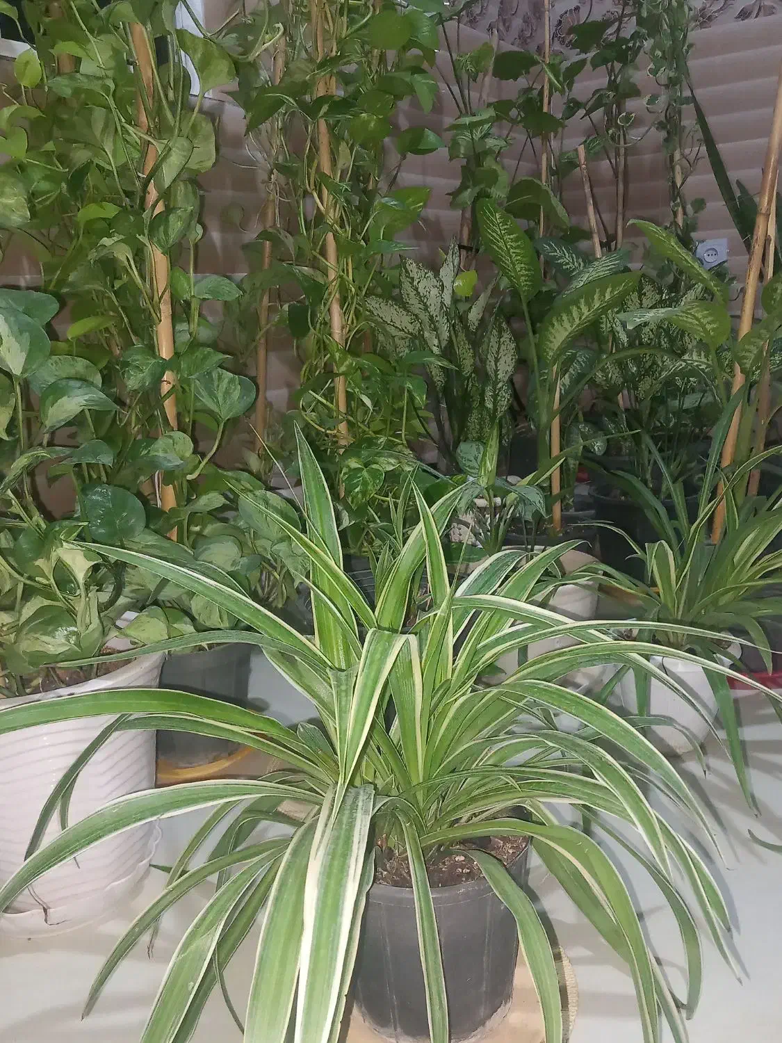 گل طبیعی و سرحال|گل و گیاه طبیعی|مینودشت, |دیوار