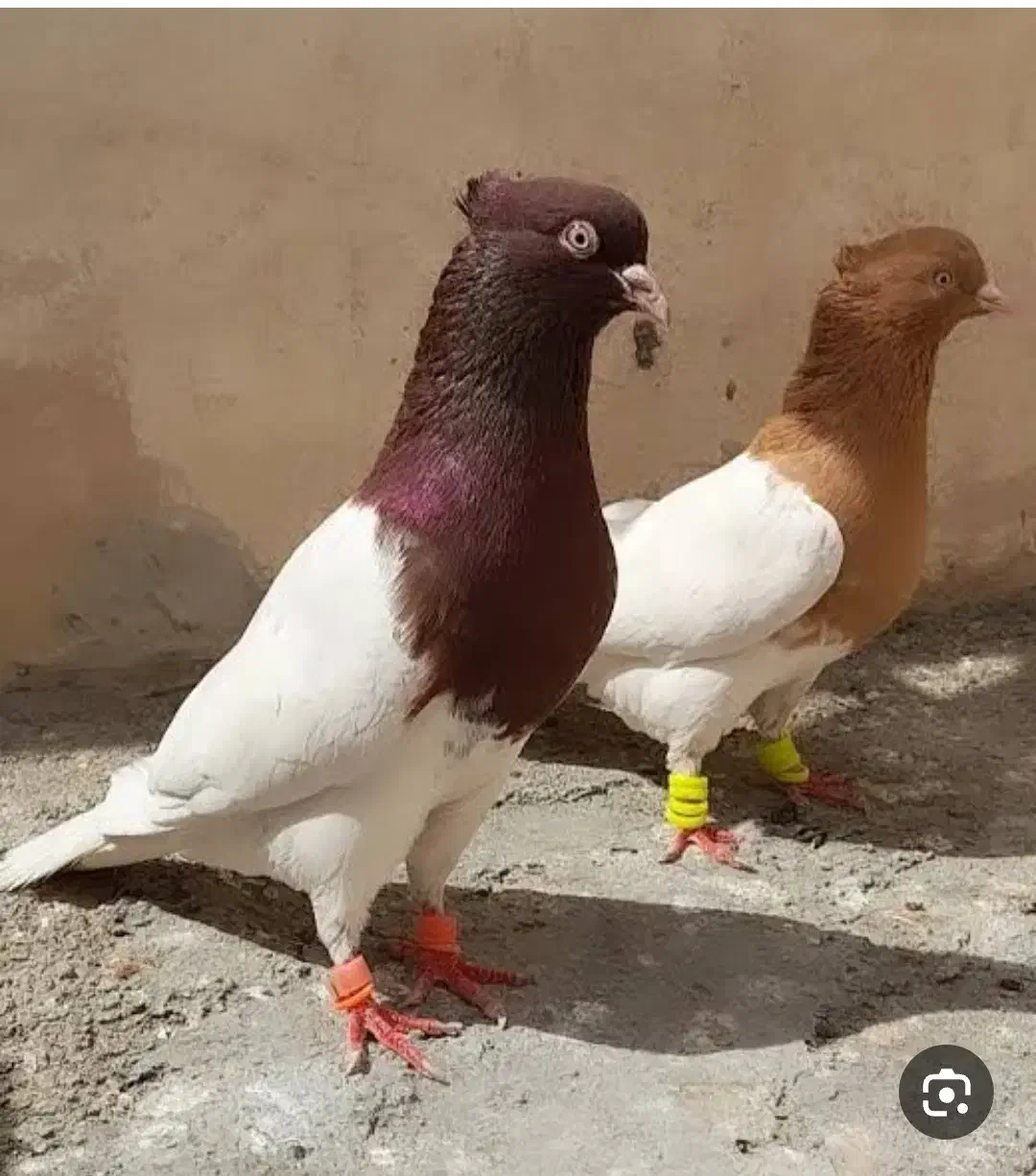 کله ای (هام)|پرنده|دورود, |دیوار