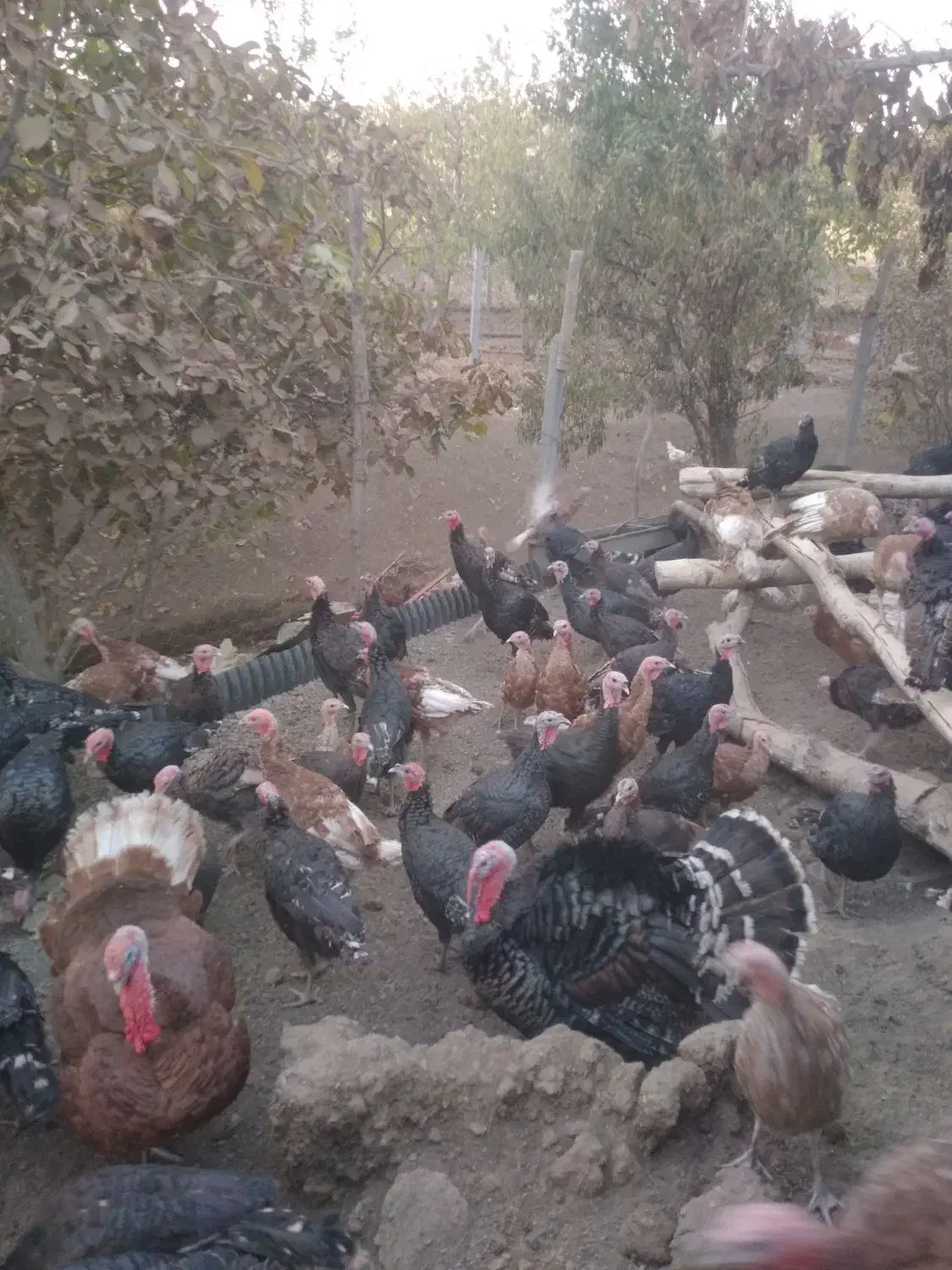 بوقلمون ارگانیک بوربون وبرنز|حیوانات مزرعه|کامیاران, |دیوار