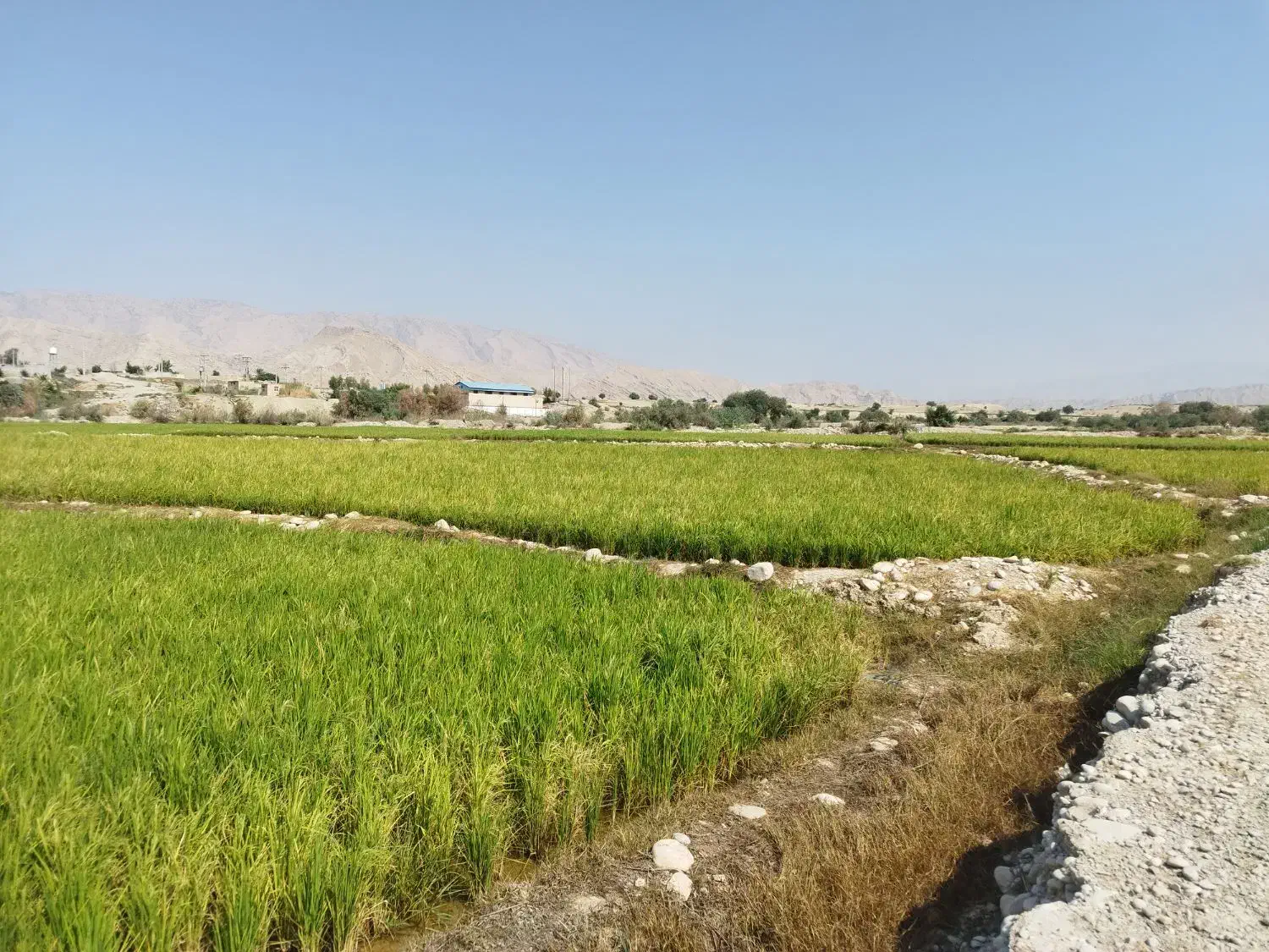 چهارهزارمترزمین شلتوک بهترین منطقه خیراباد|فروش دفتر صنعتی، کشاورزی، تجاری|دوگنبدان, |دیوار