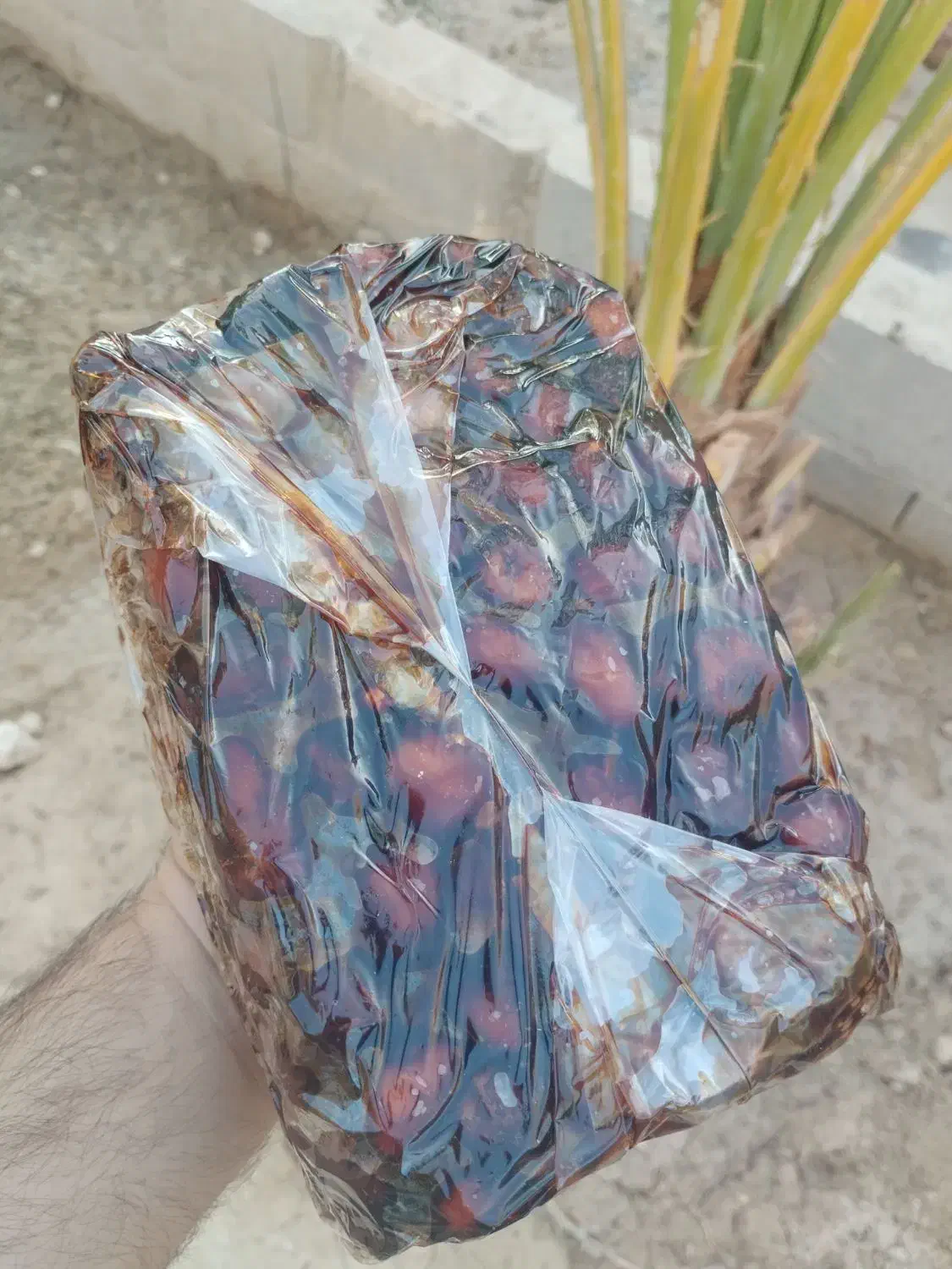 خرما برحی|حراج|لامرد, |دیوار