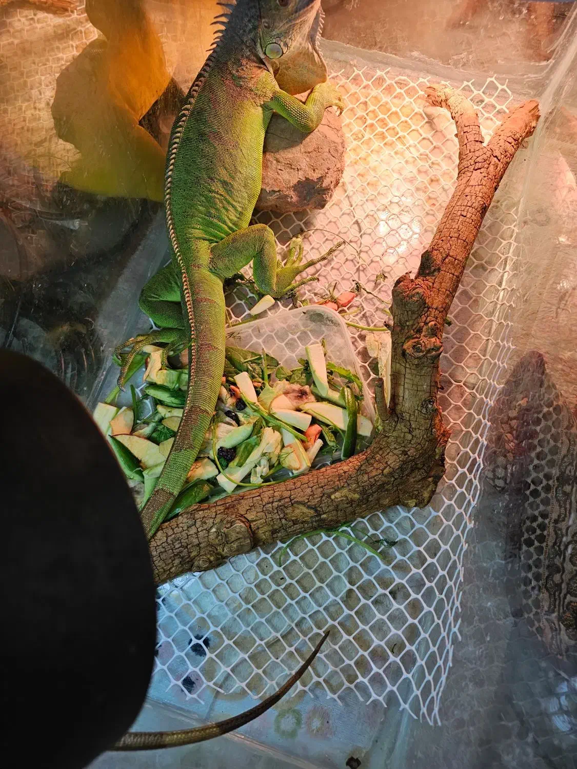 ایگونا|خزنده|تهران, هروی|دیوار