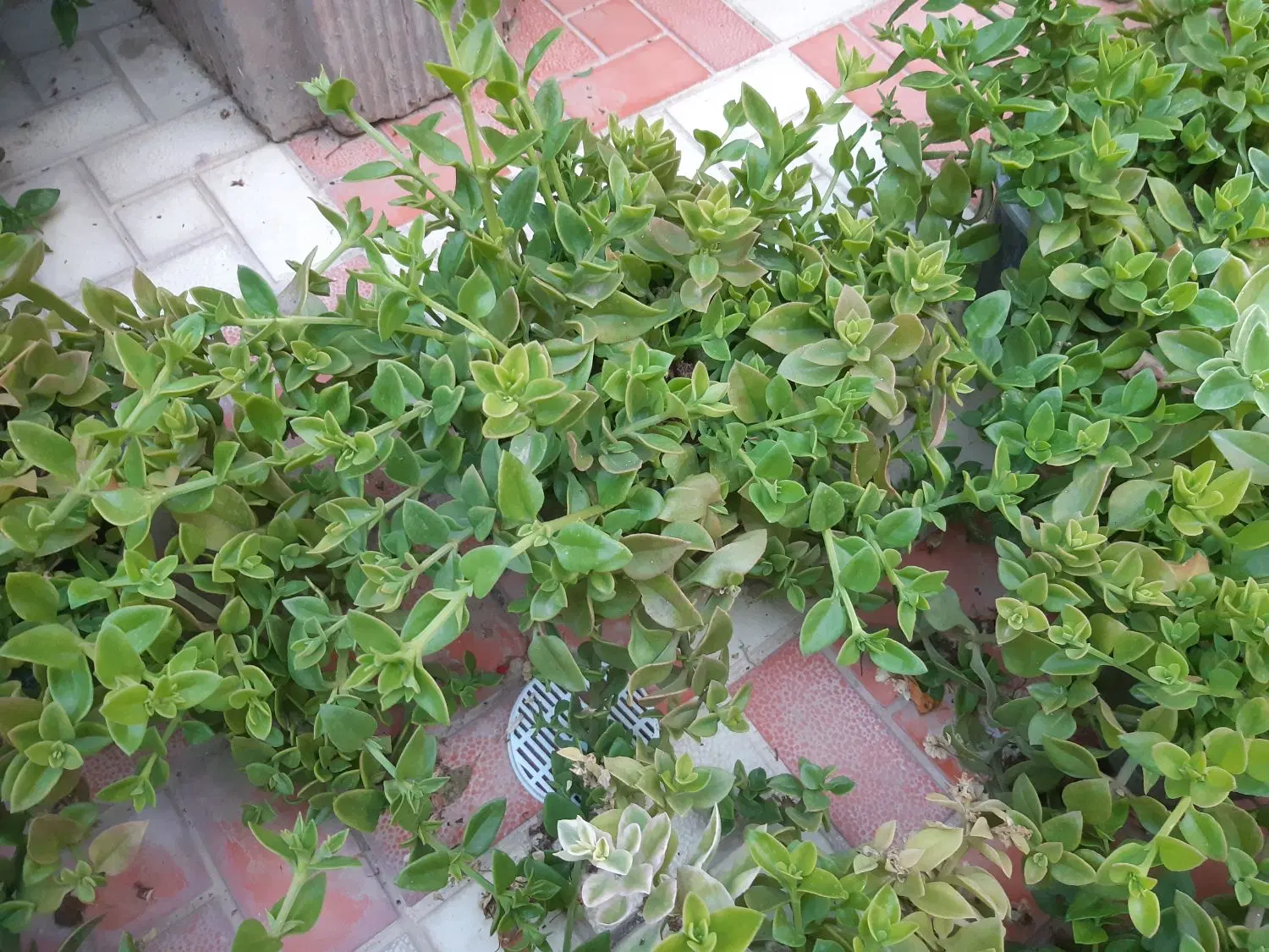 گل یخ|گل و گیاه طبیعی|شیروان (خراسان), |دیوار