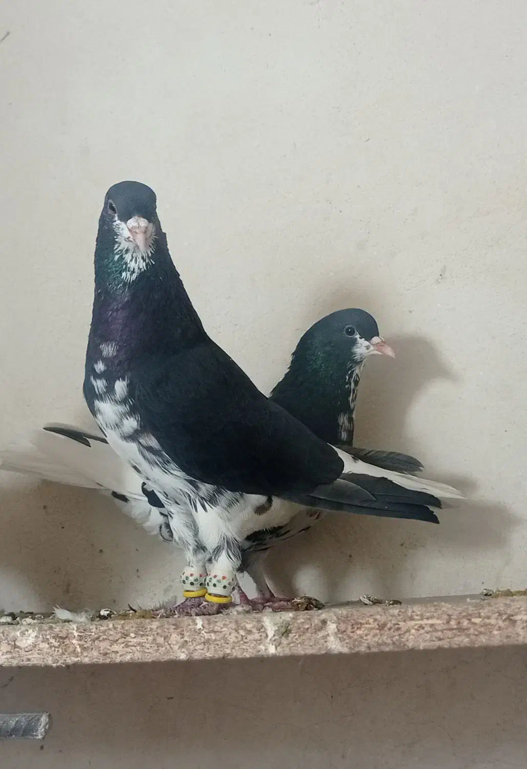 نروماده شهری گلدار|پرنده|ارژن, |دیوار