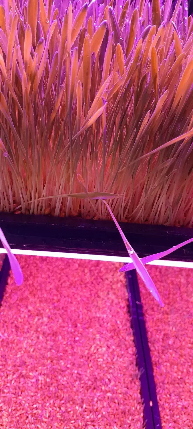 علوفه هیدروپونیک تازه گندم و جو|حیوانات مزرعه|نسیم‌شهر, |دیوار