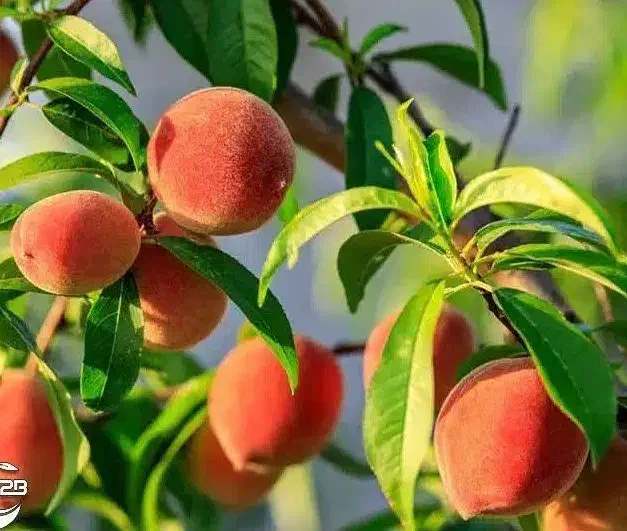 پیش فروش نهال هلو سرخابی|خدمات باغبانی و درختکاری|اردکان, |دیوار