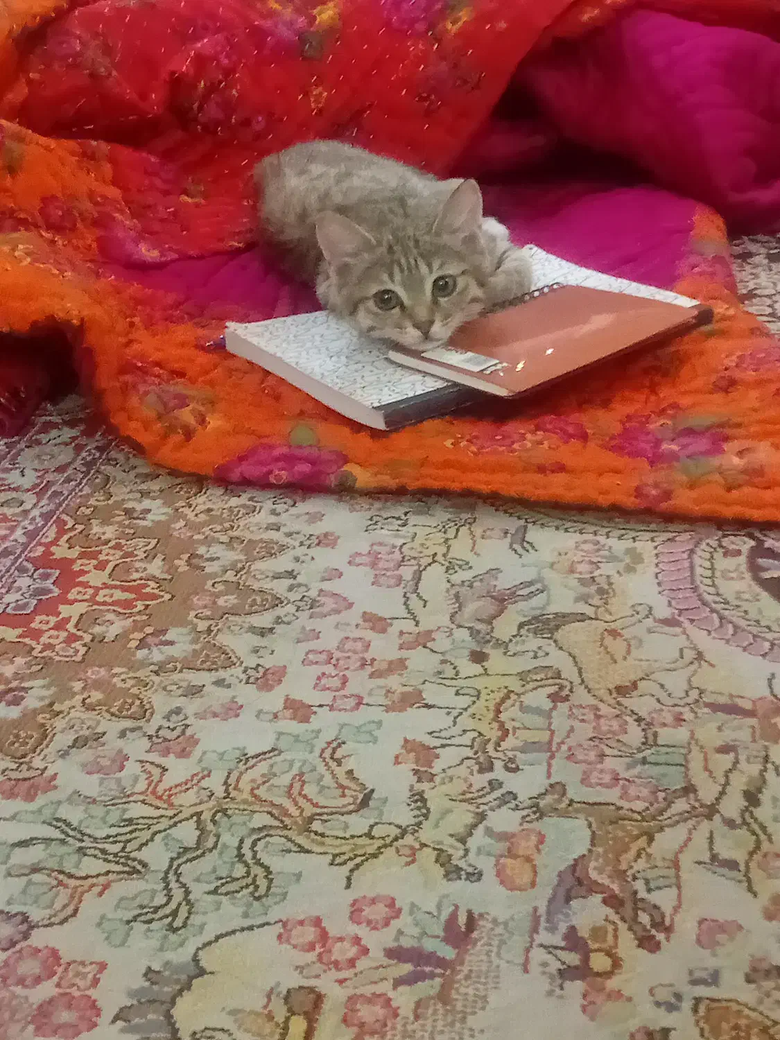 گربه|گربه|زنجان, |دیوار