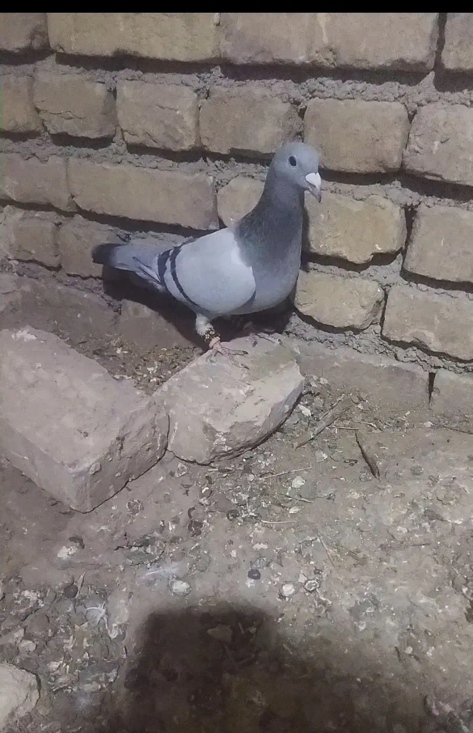 سبز کرمونی قلدر|پرنده|کاشمر, |دیوار