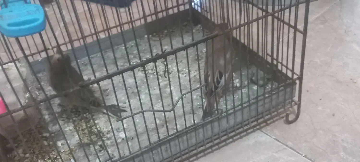 سره|پرنده|اهواز, اهواز|دیوار