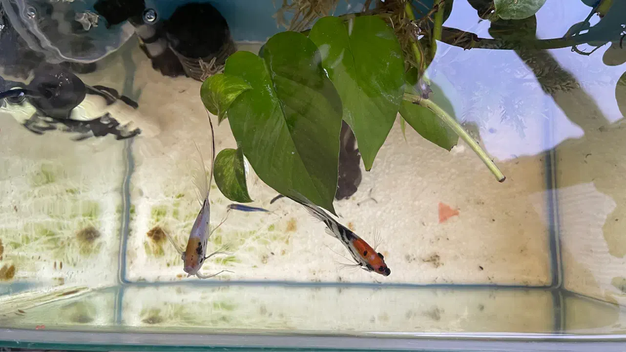 ماهی انجل کوی سایز بزرگ|ماهی|اصفهان, سعادت‌آباد|دیوار