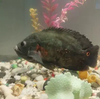 ماهی اسکار|ماهی|خرمدره, |دیوار