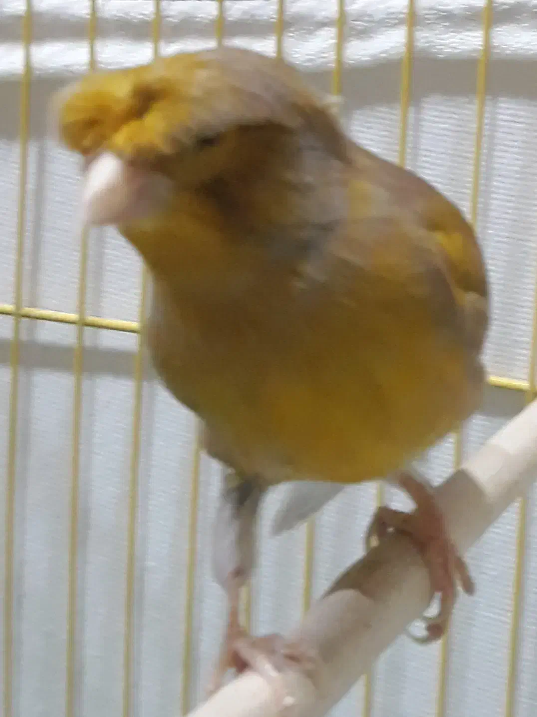 فروش دو قناری گلستر نروماده|پرنده|محمدیه-قزوین, |دیوار