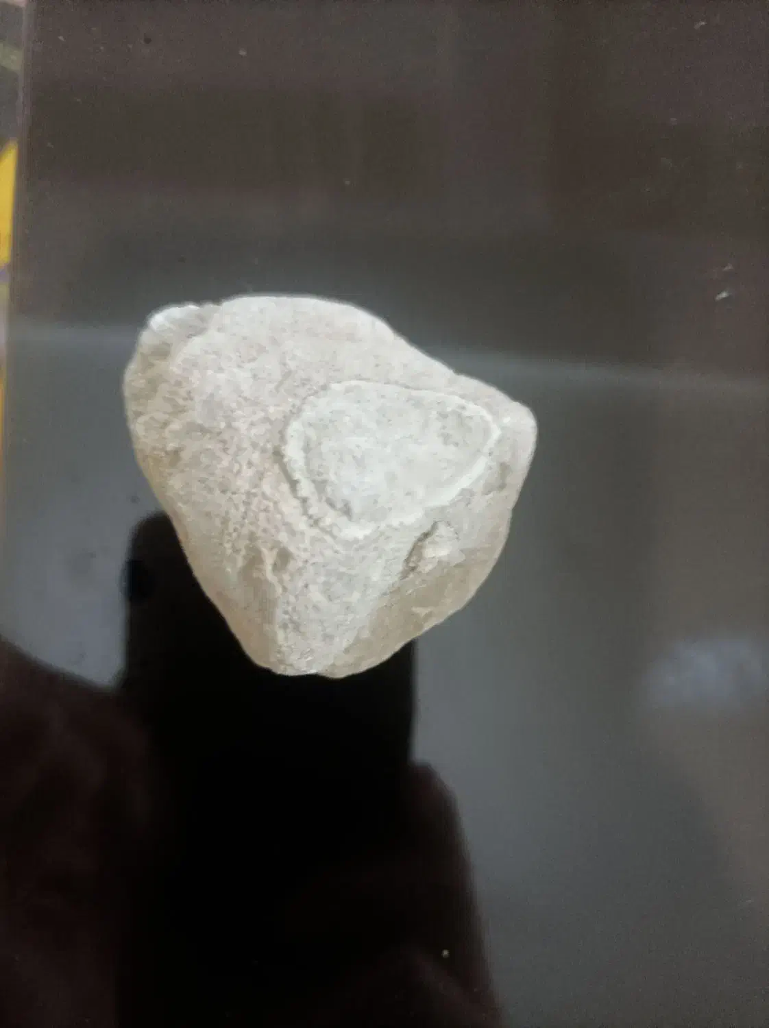 فسیل صدف مروارید|کلکسیون اشیاء عتیقه|جم, |دیوار