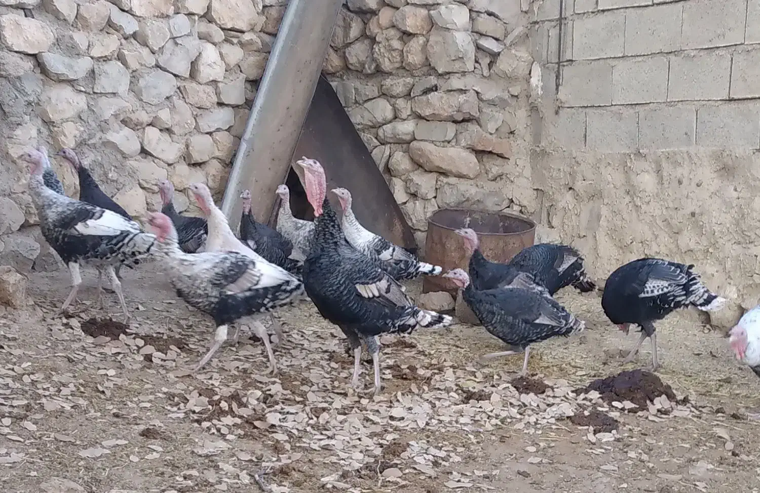 بوقلمون|حیوانات مزرعه|شیراز, محمدیه|دیوار