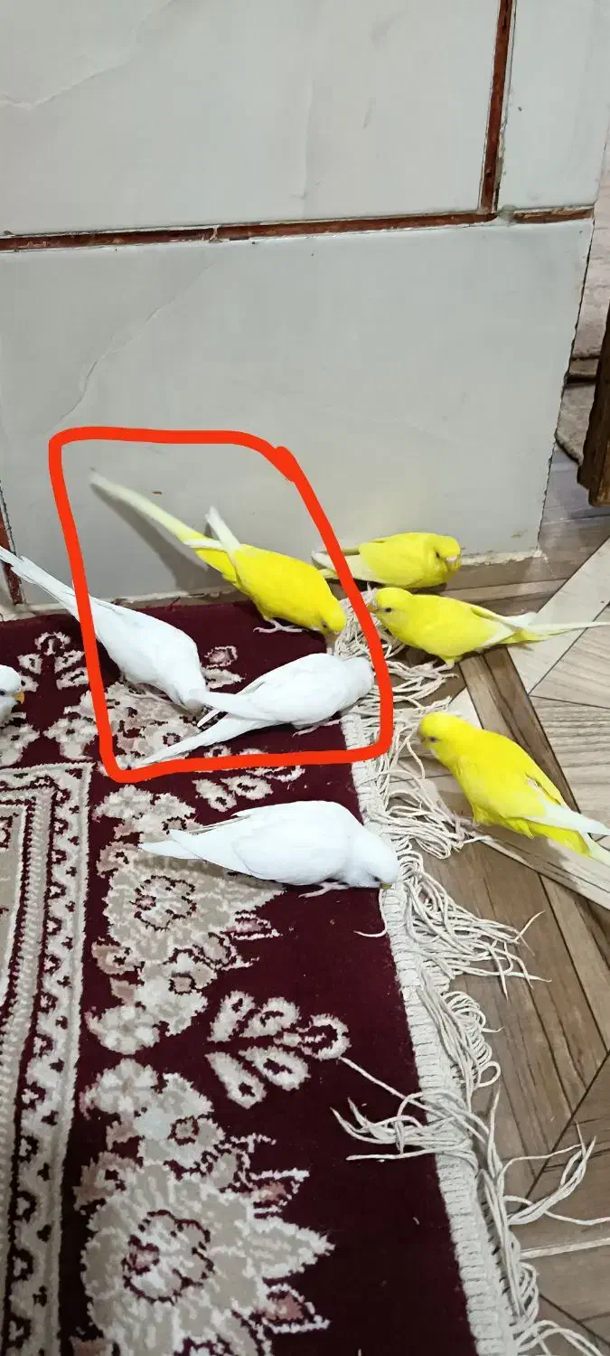 مرغ عشق|پرنده|آبادان, |دیوار