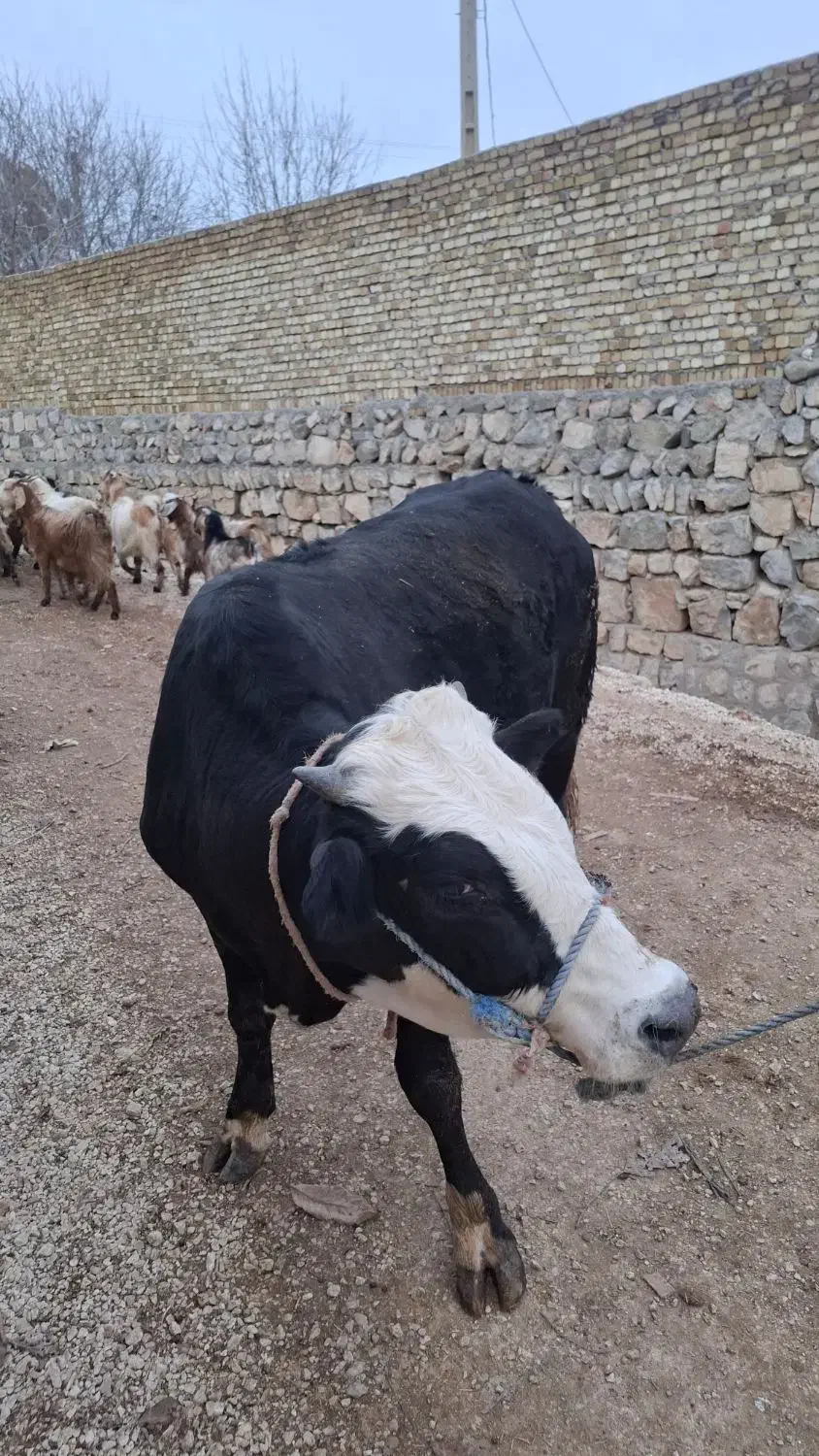 گوسالهنرگوشتیدرجهیکگاو|حیوانات مزرعه|الشتر, |دیوار