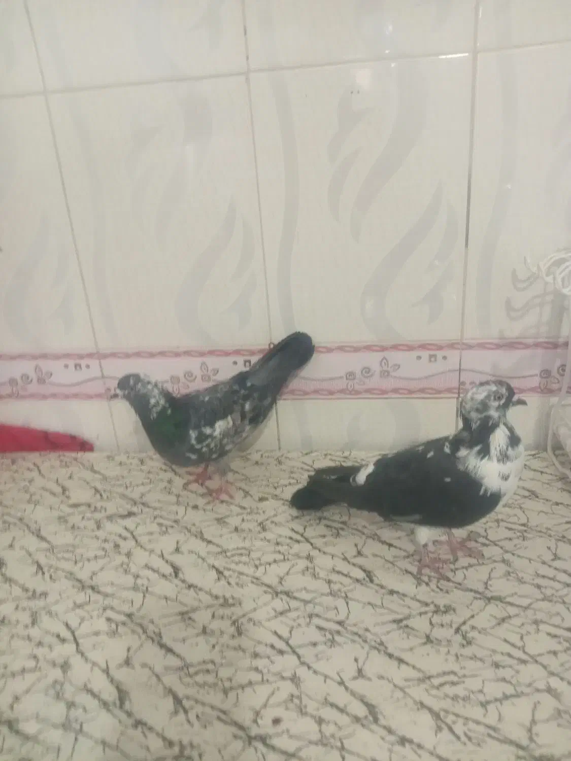 جفت سوسگی دواتا|پرنده|اردبیل, |دیوار