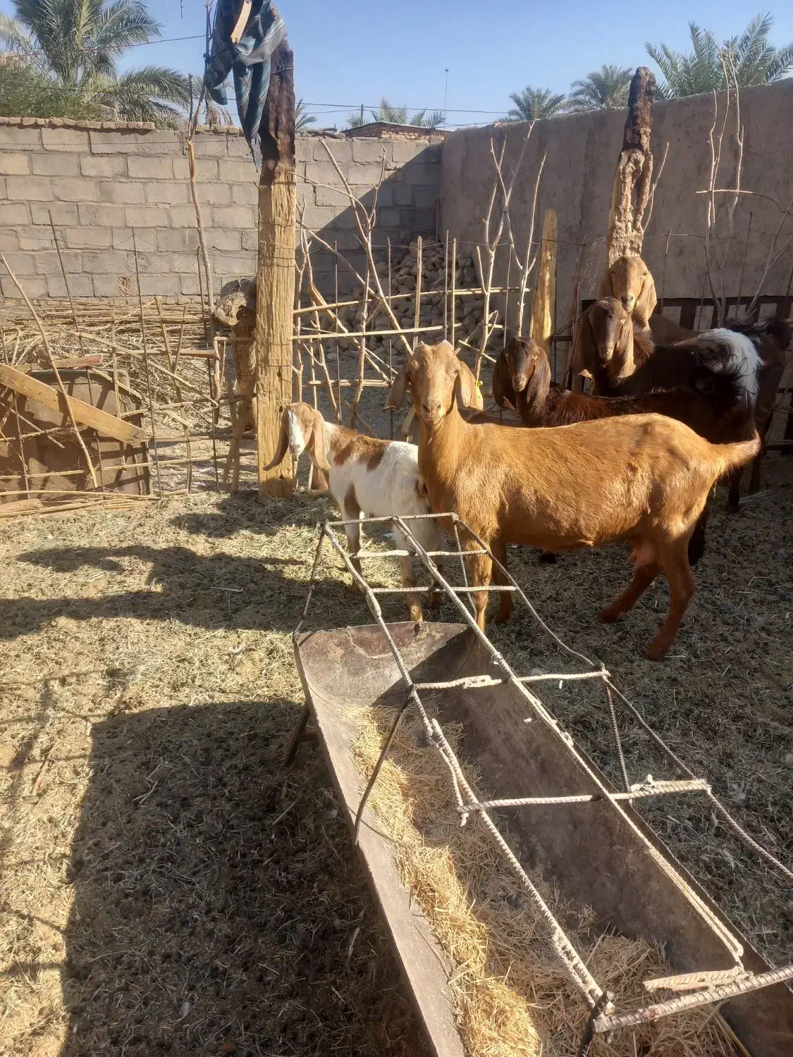 بز جوان دورگ سانن و ابستن|حیوانات مزرعه|طبس, |دیوار