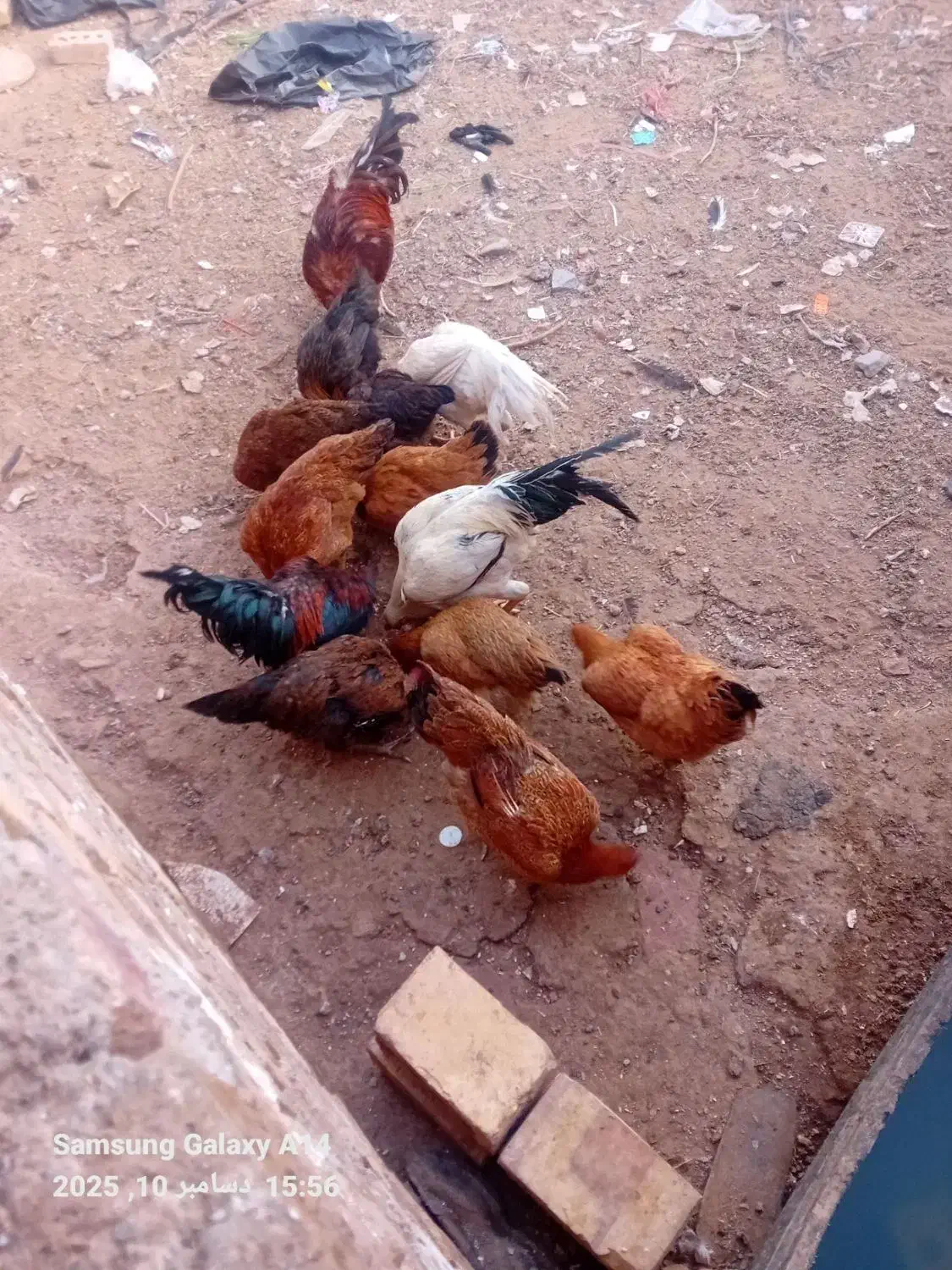 مرغ و خروس|حیوانات مزرعه|پائین جام, |دیوار