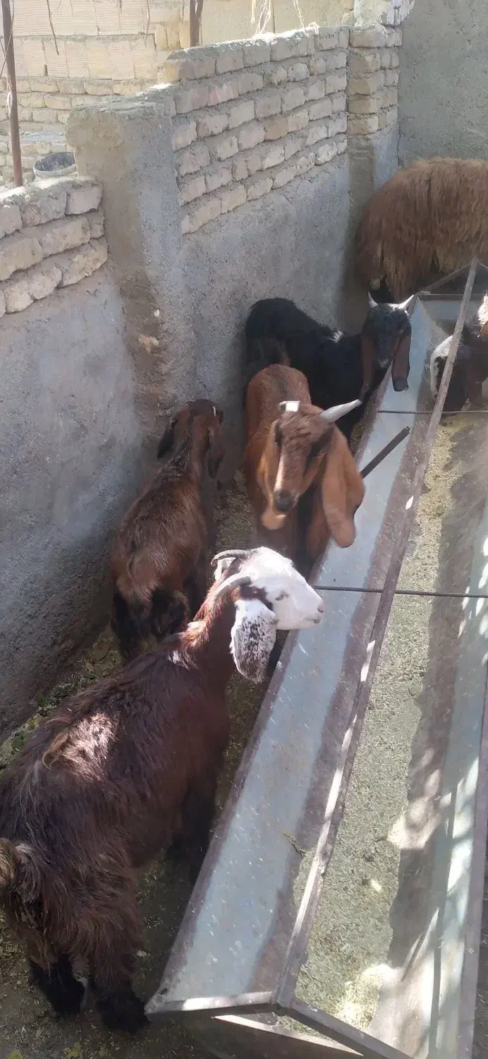 بزو بزغاله پاکستانی|حیوانات مزرعه|مشهد, کلاکوب|دیوار