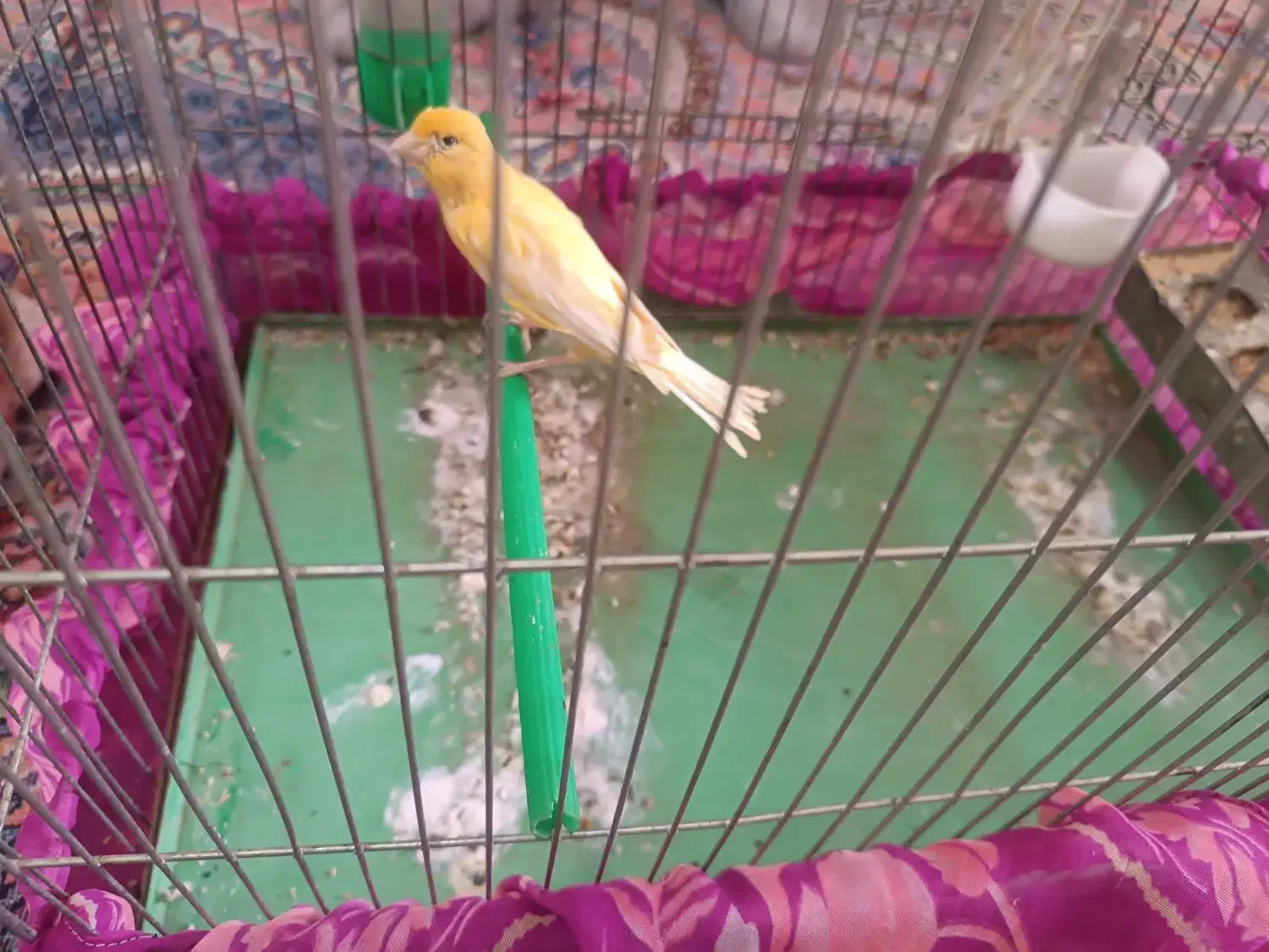 قناری نر|پرنده|بروجرد, |دیوار