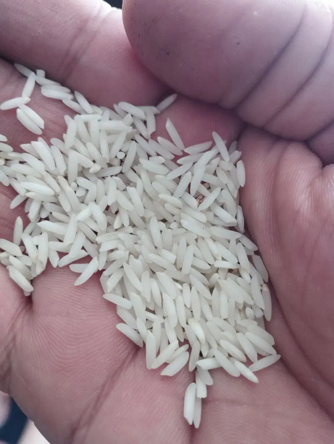 برنج دم‌سیاه اعیانی درجه 1|خوردنی و آشامیدنی|کلاله, |دیوار