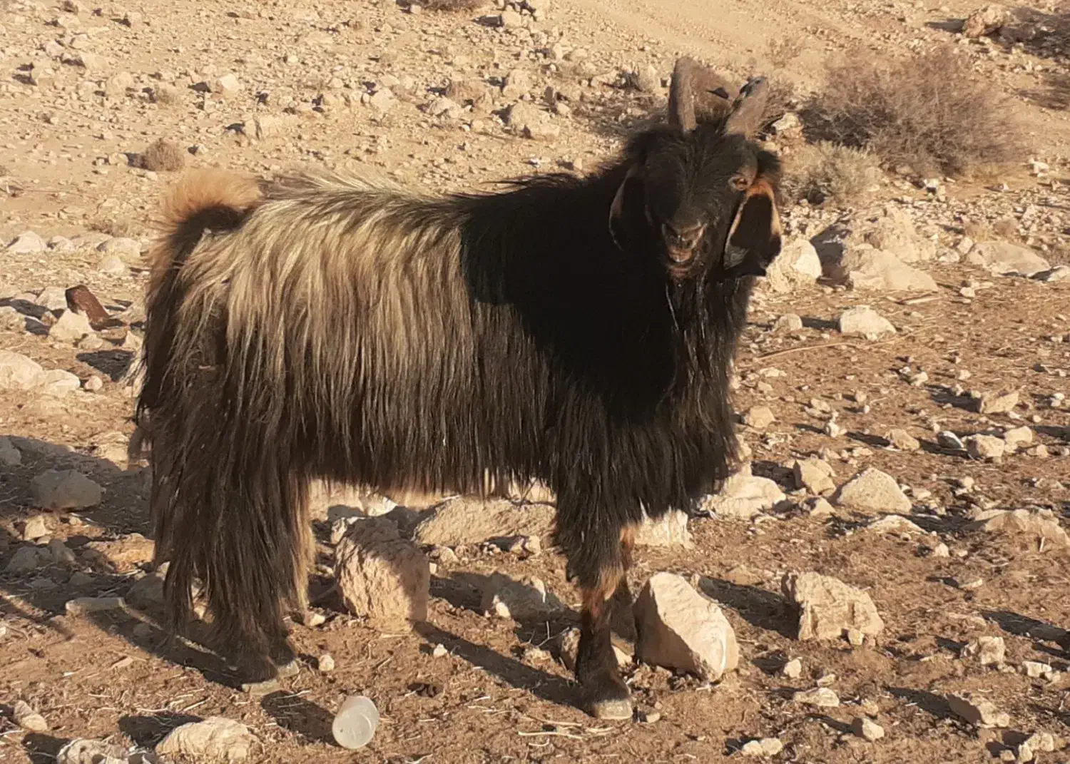 فروش یک راس دوبر درجه یک|حیوانات مزرعه|خفر, |دیوار