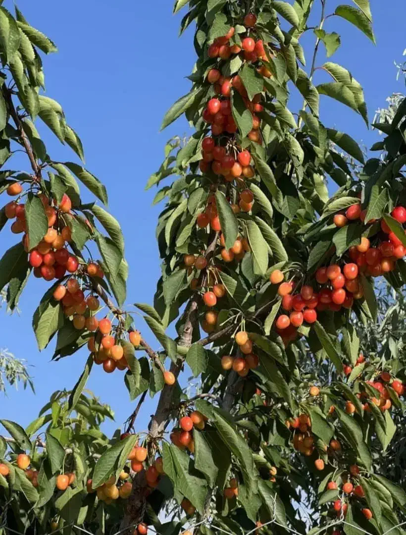 تولید نهال اصلاح شده باردهی از سال اول|خدمات باغبانی و درختکاری|هشتگرد, سیف آباد|دیوار