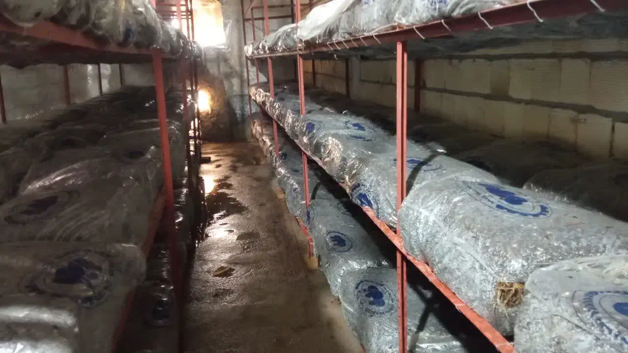 قارچ|فروشگاه و مغازه|آران و بیدگل, |دیوار