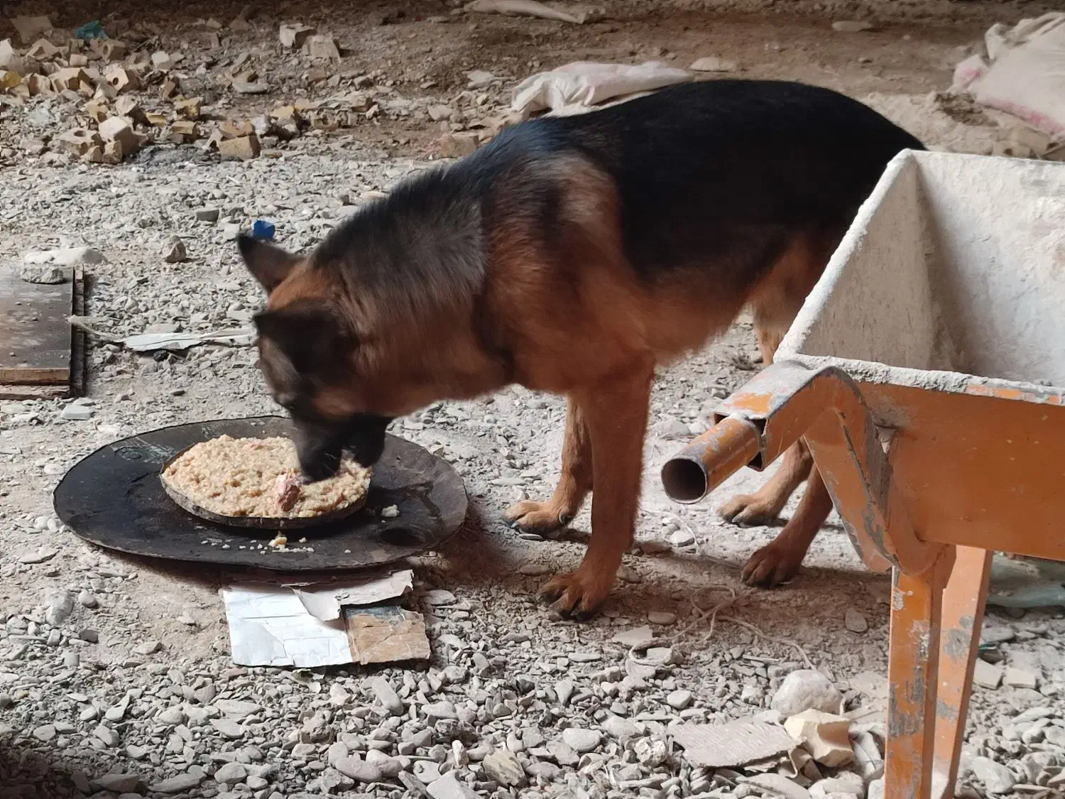 سگ گمشده|حیوانات|گلبهار, شهر جدید گلبهار|دیوار