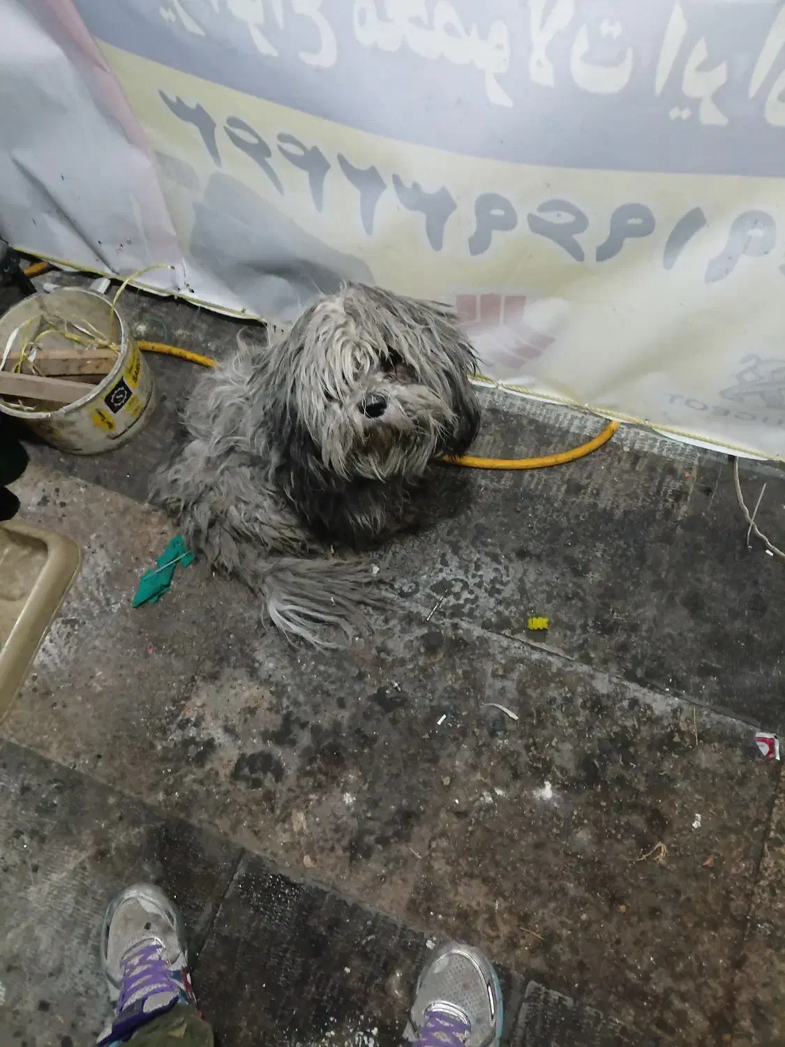 سگ شیتزو|سگ|الوند, |دیوار