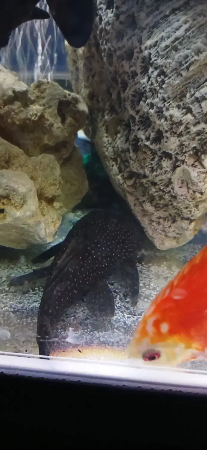 اکواریوم ماهیران کامل|ماهی|وحیدیه, |دیوار