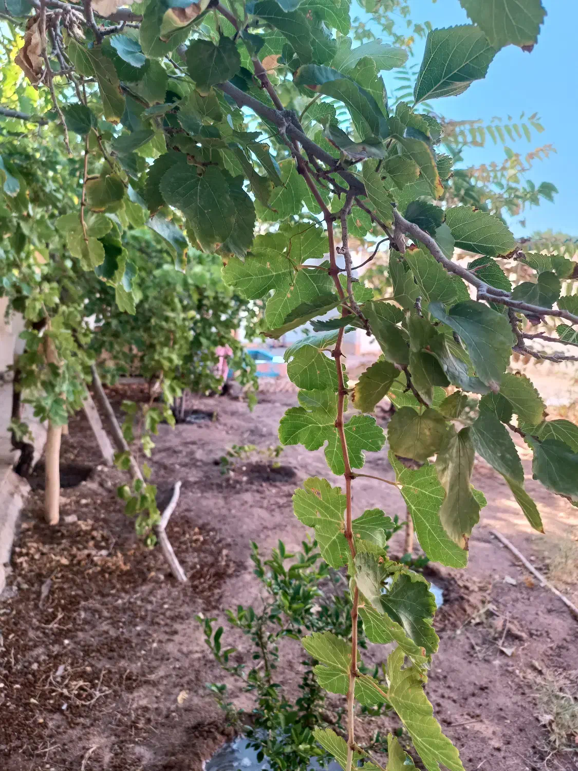 خونه باغ یحیی آباد|فروش خانه و ویلا|کاشان, مزرعه نو|دیوار