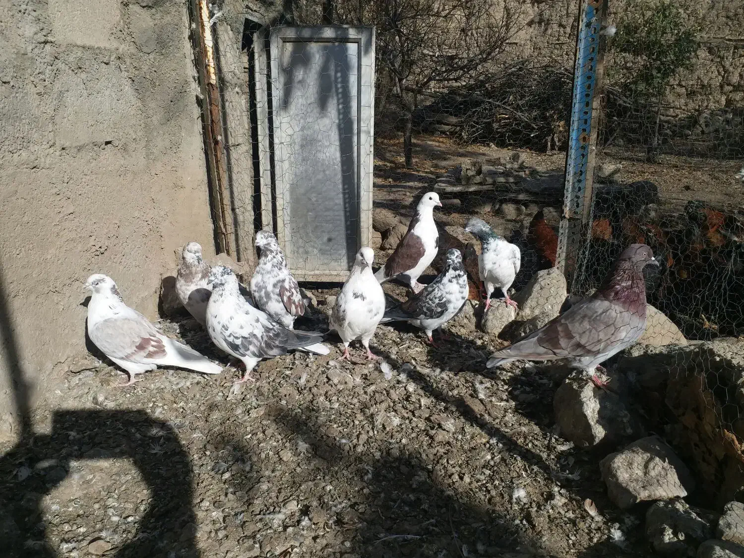 کبوتر تهرانی|پرنده|مشگین شهر, |دیوار