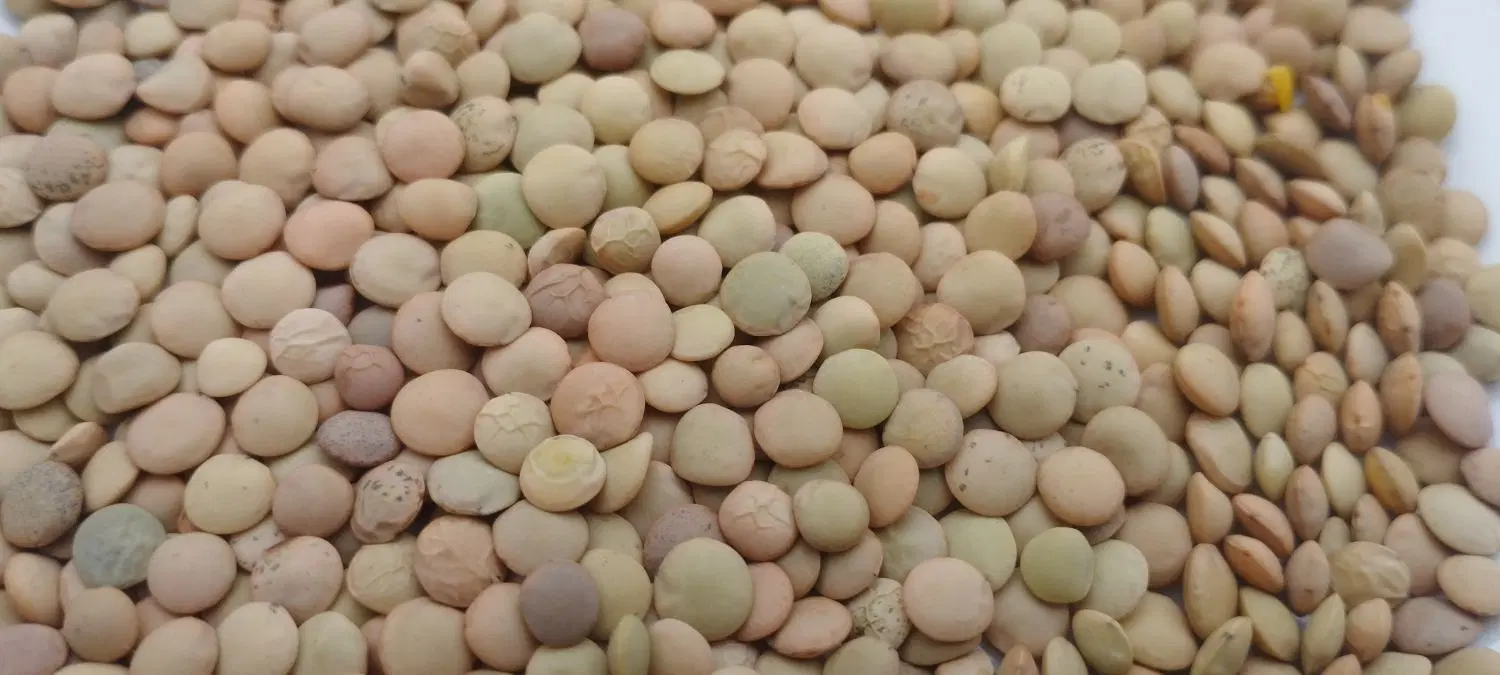 عدس|خوردنی و آشامیدنی|چرداول, |دیوار