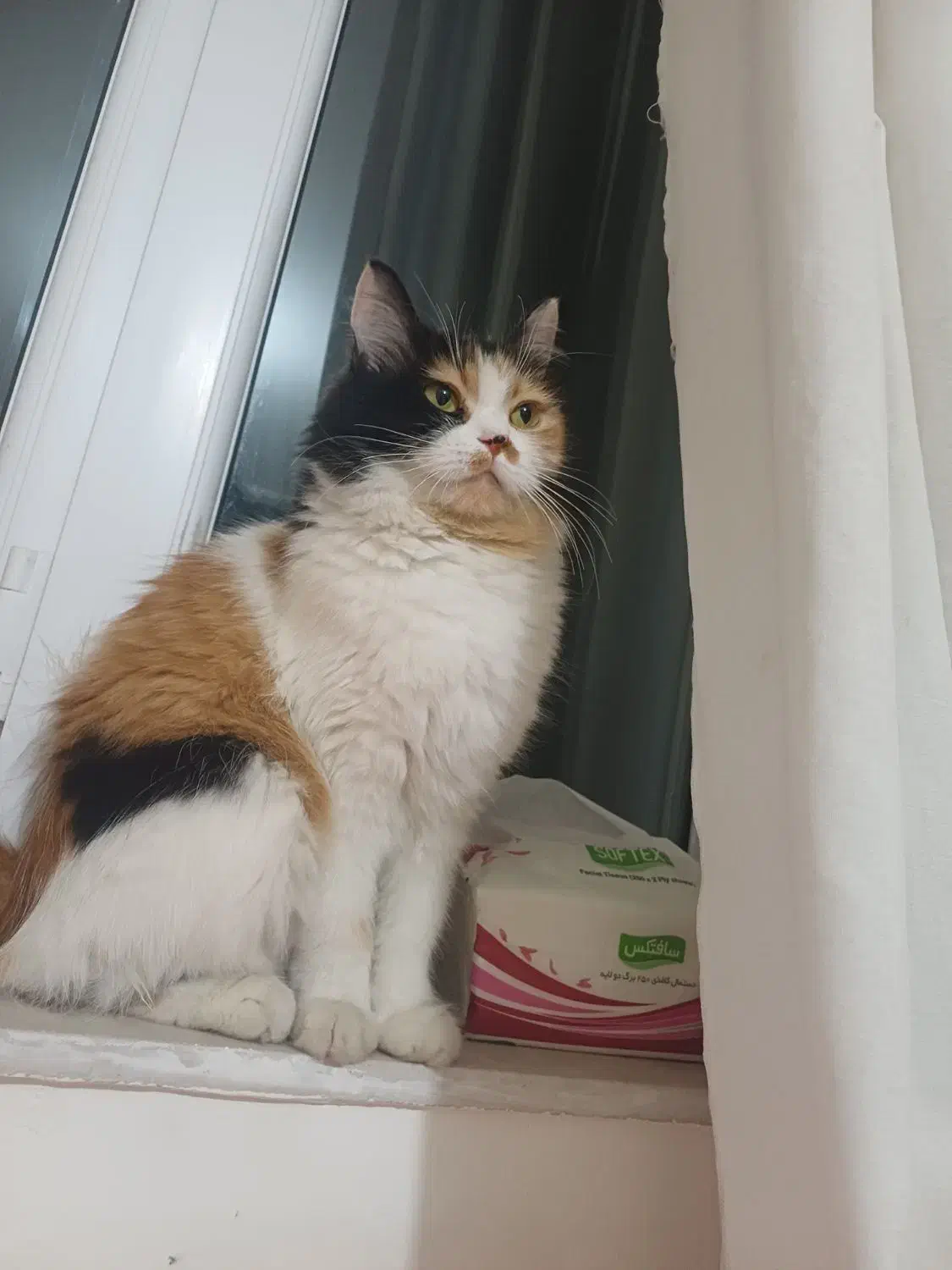 گربه گمشده|گربه|نقده, |دیوار