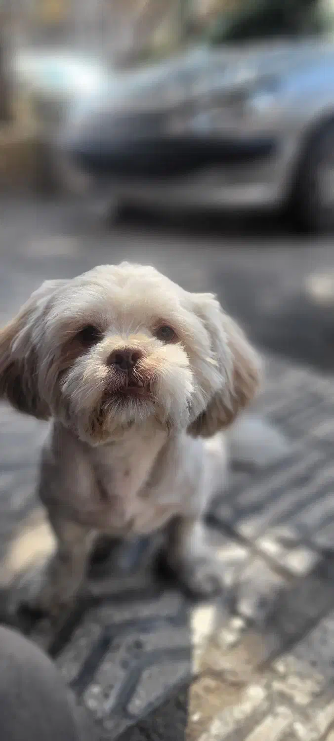 سگ گمشده خیابان فلسطین شرقی|حیوانات|قزوین, |دیوار