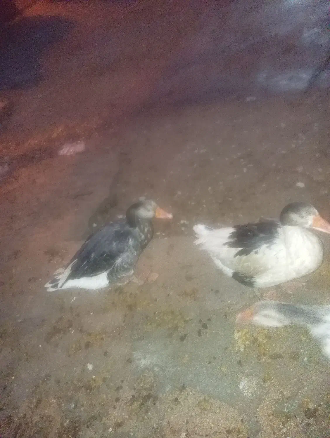 غاز|حیوانات مزرعه|مرودشت, بیست متری بیمارستان|دیوار