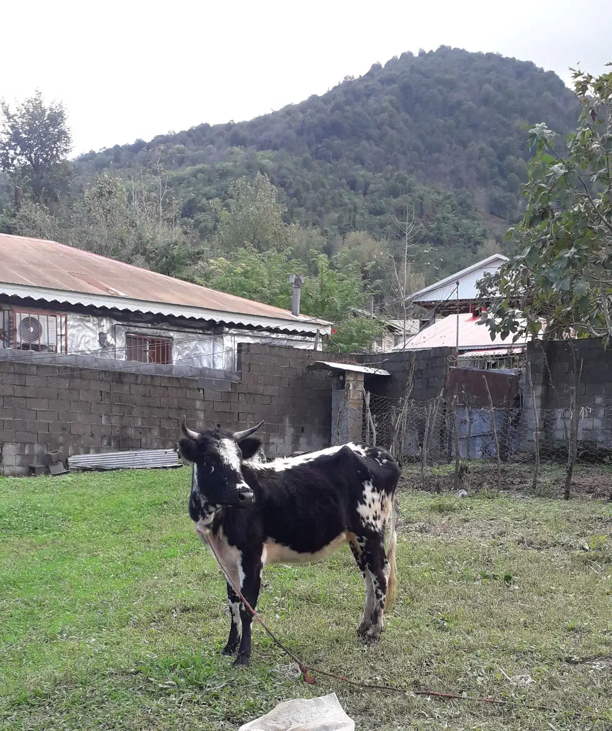 گاولیشه محلی عروسک (قیمت مناسب)|حیوانات مزرعه|گوراب زرمیخ, |دیوار