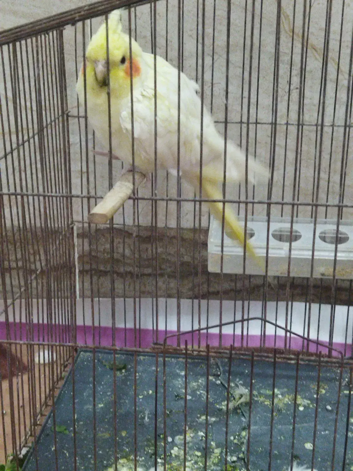 عروس هلندی اهلی دستی|پرنده|رامشیر, |دیوار