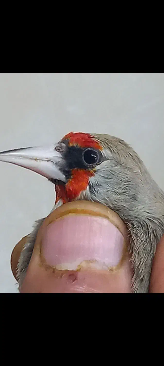 سهره|پرنده|قم, امامزاده ابراهیم|دیوار