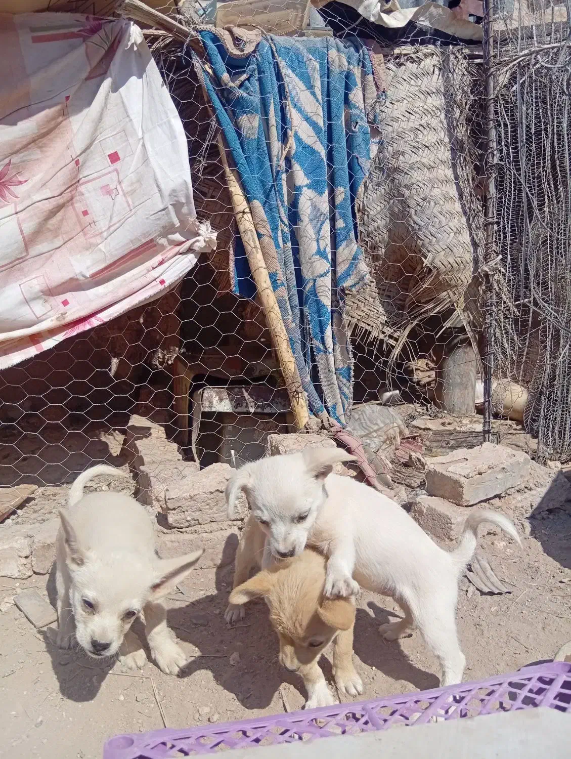 سگ پا کوتاه|سگ|رفسنجان, |دیوار