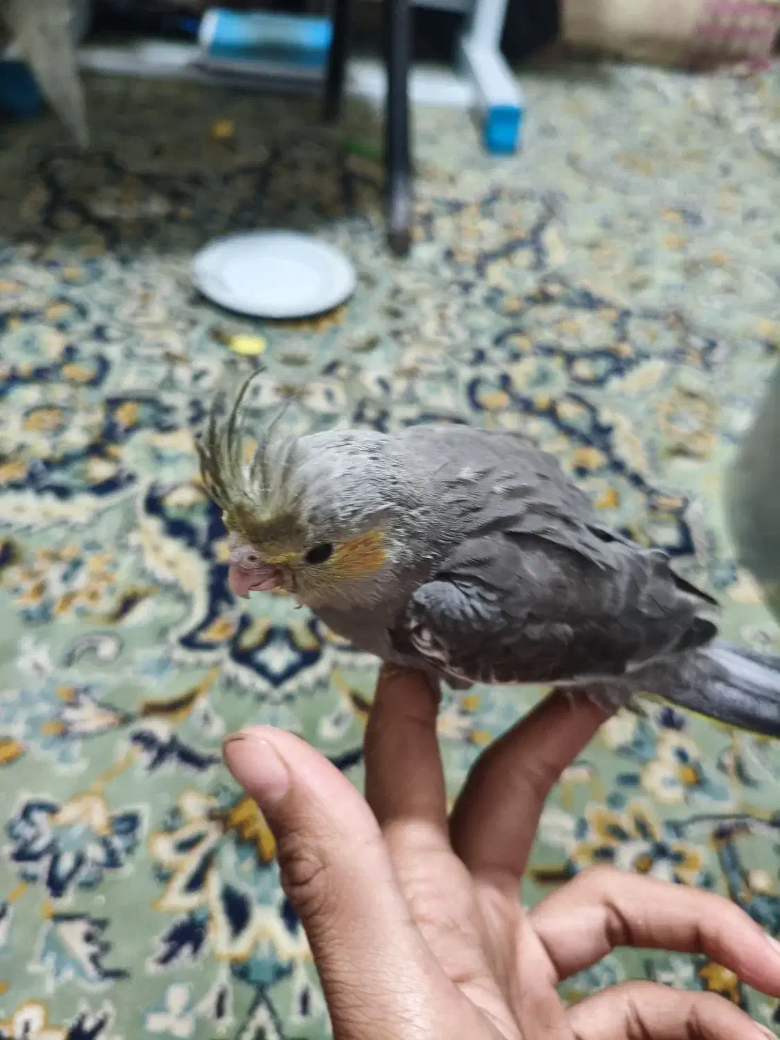 جوجه عروس هلندی|پرنده|مشهد, شهید قربانی|دیوار