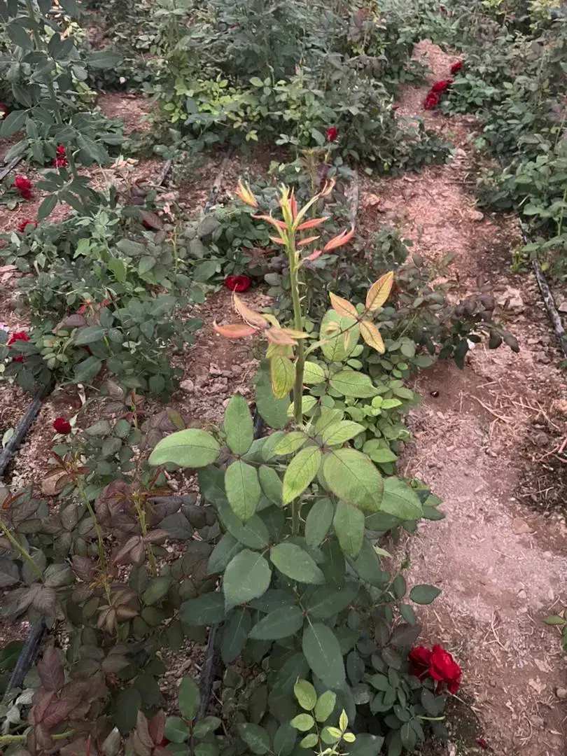 اجاره گلخانه|اجارهٔ دفتر صنعتی، کشاورزی، تجاری|همایجان, |دیوار