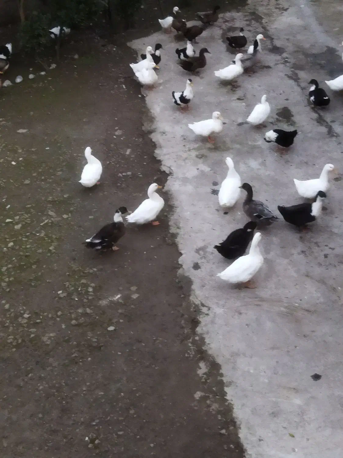 فروش اردک|حیوانات مزرعه|آستانه اشرفیه, |دیوار